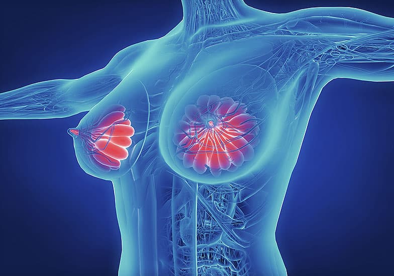 Meme dokusu anatomik illüstrasyonu — mamografi tarama alanı gösterimi